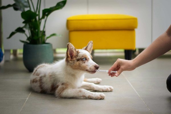 How to Create a Routine for Regular Check-Ups and Vaccinations for Your Pet?